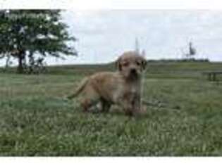 Golden Retriever Puppy for sale in Browning, MO, USA