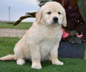 Golden Retriever Puppy for sale in Seaman, OH, USA