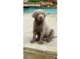 Labrador Retriever Puppy for sale in Caldwell, TX, USA