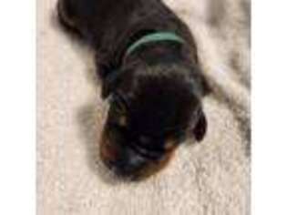 Doberman Pinscher Puppy for sale in Comanche, OK, USA