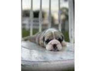 Bulldog Puppy for sale in Lithia, FL, USA