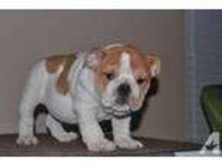 Mutt Puppy for sale in EL MIRAGE, AZ, USA