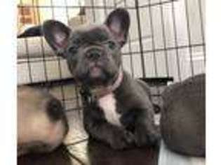 French Bulldog Puppy for sale in Belmont, NC, USA