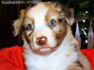 Australian Shepherd Puppy for sale in Cabool, MO, USA