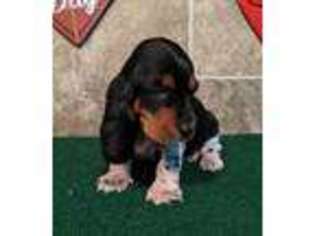 Basset Hound Puppy for sale in Lebanon, MO, USA