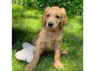 Goldendoodle Puppy for sale in Rocky Point, NY, USA
