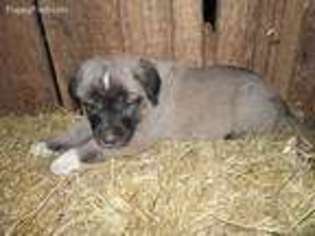 Anatolian Shepherd Puppy for sale in Mount Vernon, KY, USA