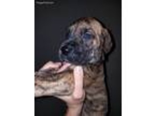Great Dane Puppy for sale in Lake Charles, LA, USA