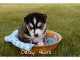 Siberian Husky Puppy for sale in Eaton, OH, USA