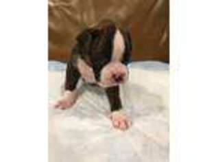 Boxer Puppy for sale in Oakland, CA, USA