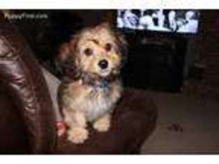 Cavachon Puppy for sale in Bellevue, NE, USA