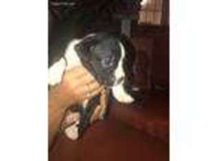 Boxer Puppy for sale in Lexington, NC, USA
