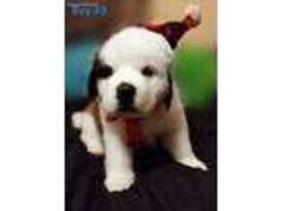 Saint Bernard Puppy for sale in Owensboro, KY, USA