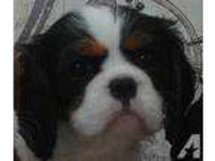 Cavalier King Charles Spaniel Puppy for sale in HEMET, CA, USA