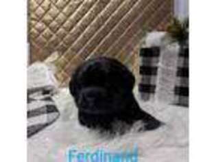 Labrador Retriever Puppy for sale in Nicholville, NY, USA