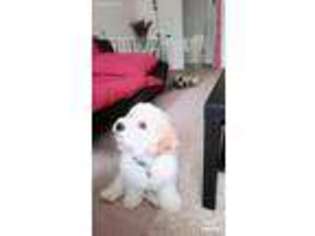 Cavachon Puppy for sale in Piscataway, NJ, USA