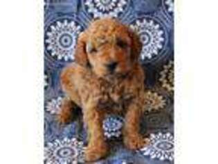 Goldendoodle Puppy for sale in Russellville, AR, USA