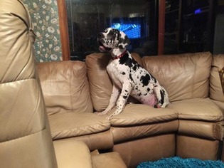 Great Dane Puppy for sale in Puyallup, WA, USA