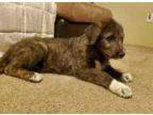 Irish Wolfhound Puppy for sale in Nowata, OK, USA