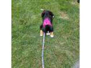 Bernese Mountain Dog Puppy for sale in Delaware, OH, USA