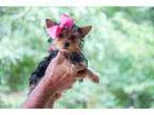 Yorkshire Terrier Puppy for sale in Cullman, AL, USA