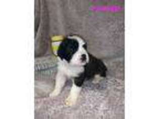 Saint Bernard Puppy for sale in Jackson, OH, USA