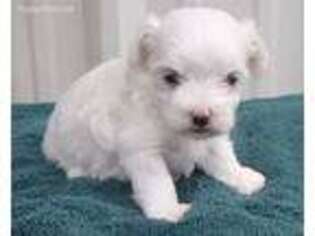 Maltese Puppy for sale in Blanchard, OK, USA