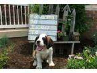 Saint Bernard Puppy for sale in Cleveland, OH, USA