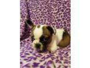 French Bulldog Puppy for sale in Sherwood, MI, USA