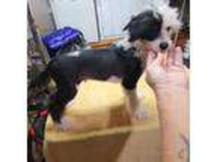 Chinese Crested Puppy for sale in Milton, GA, USA