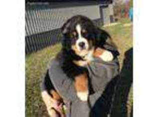 Bernese Mountain Dog Puppy for sale in Raymore, MO, USA