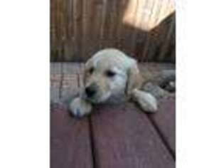 Golden Retriever Puppy for sale in Paynesville, MN, USA