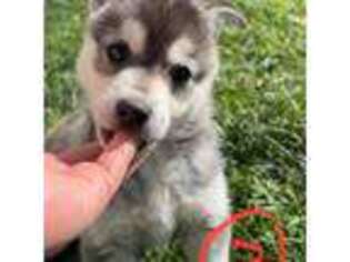 Alaskan Klee Kai Puppy for sale in Nampa, ID, USA