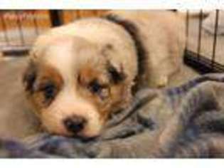 Australian Shepherd Puppy for sale in Syracuse, UT, USA