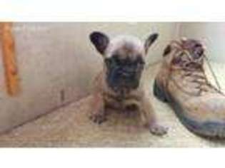 French Bulldog Puppy for sale in North Branch, MN, USA