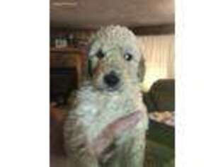 Goldendoodle Puppy for sale in Butler, TN, USA