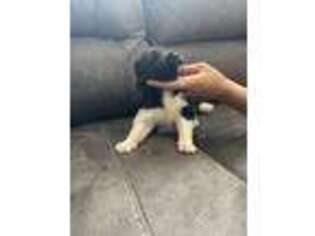 Akita Puppy for sale in Phoenix, AZ, USA