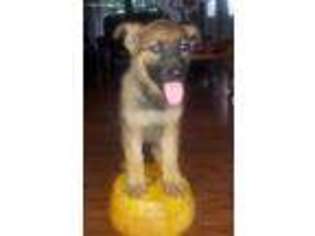 German Shepherd Dog Puppy for sale in Plymouth, IN, USA