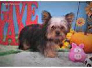 Yorkshire Terrier Puppy for sale in Pierce City, MO, USA