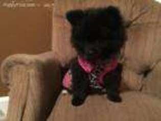 Pomeranian Puppy for sale in Blackshear, GA, USA