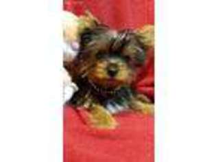 Yorkshire Terrier Puppy for sale in Stephenville, TX, USA
