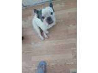French Bulldog Puppy for sale in Plano, TX, USA