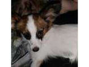 Papillon Puppy for sale in Palm Harbor, FL, USA