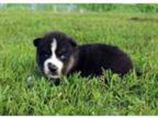 Siberian Husky Puppy for sale in Barnesville, PA, USA