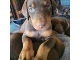Doberman Pinscher Puppy for sale in Williamston, SC, USA