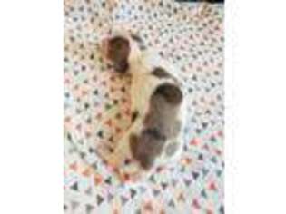 Dachshund Puppy for sale in Columbiana, OH, USA