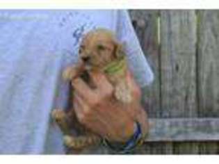Goldendoodle Puppy for sale in Hudson, NC, USA