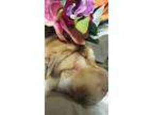 Mutt Puppy for sale in Boyne City, MI, USA