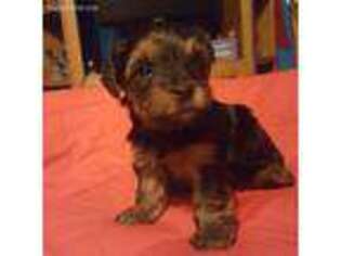 Yorkshire Terrier Puppy for sale in Citrus Heights, CA, USA