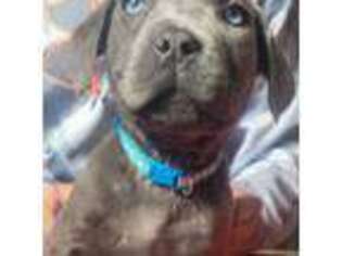 Cane Corso Puppy for sale in Adrian, MI, USA